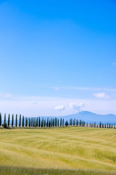 Italian cypress trees alley and a white road to farmhouse in rural landscape. Italian countryside of Tuscany, Italy, Europe. - 写真・画像