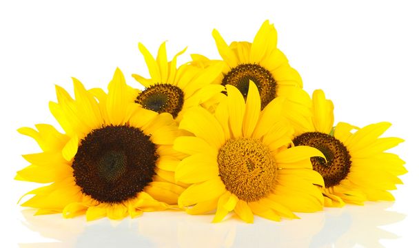 Bright sunflowers isolated on white - Φωτογραφία, εικόνα
