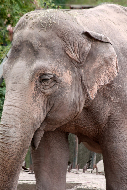 Elefante femenino Primer plano
 - Foto, Imagen