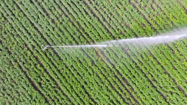 Top zicht op irrigatie sprinklers in het veld luchtfoto schot. - Video