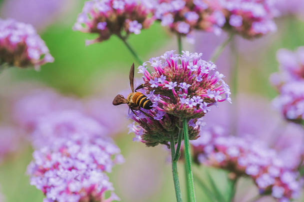 A méh a Verbena a virágzó és szép az esős évszak. - Fotó, kép