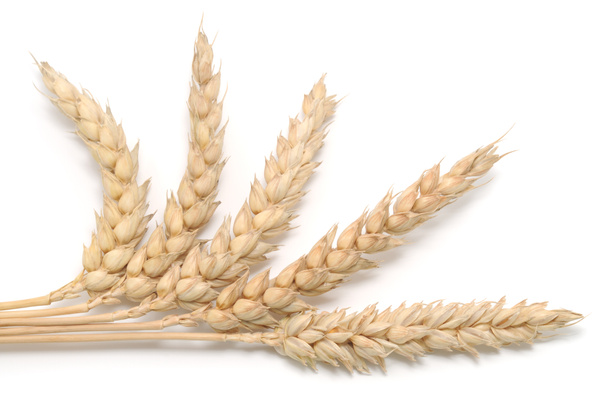 pšenice parta - Fotografie, Obrázek
