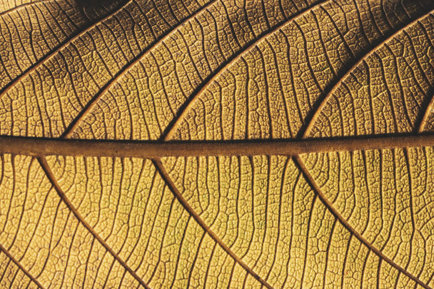 Kurutulmuş yaprak; ince ayrıntılar ve arka planlar için çok yüksek çözünürlüklü. İnce ayrıntılarla bir sonbahar yaprağının aşırı yakın çekim makrosu - Fotoğraf, Görsel