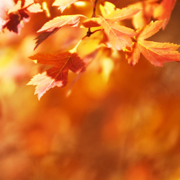 Autumn leaves on the sun. Fall blurred background. - Image - Foto, imagen