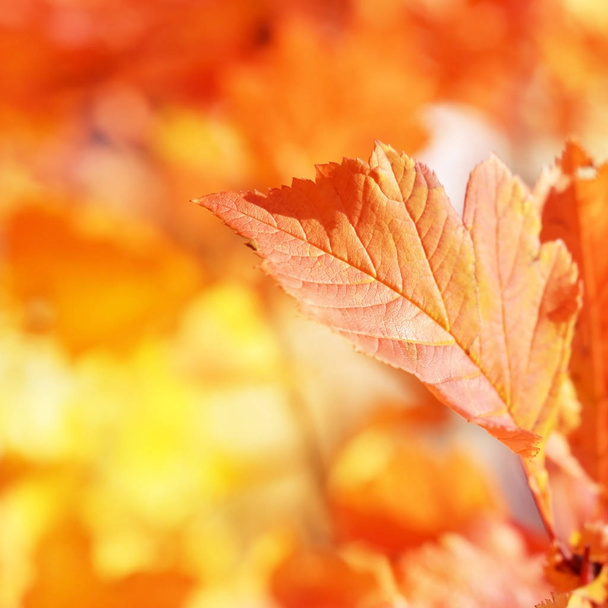 Autumn leaves on the sun. Fall blurred background. - Image - 写真・画像