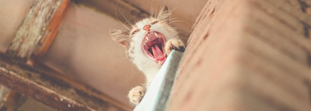 Симпатичная кошка зевает. Котенок с открытым ртом - Фото, изображение