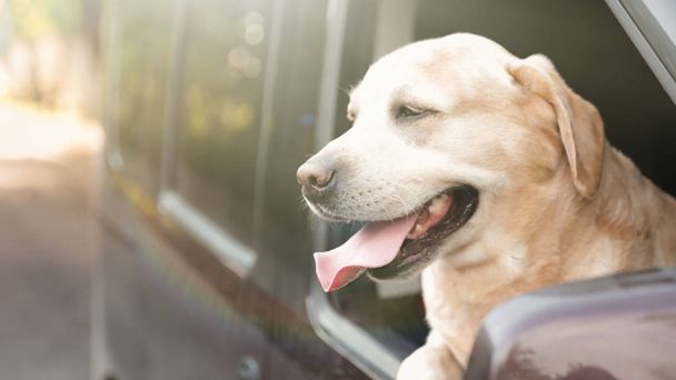 Funny Golden Labrador Retriever dog leaning out of car window - Fotoğraf, Görsel