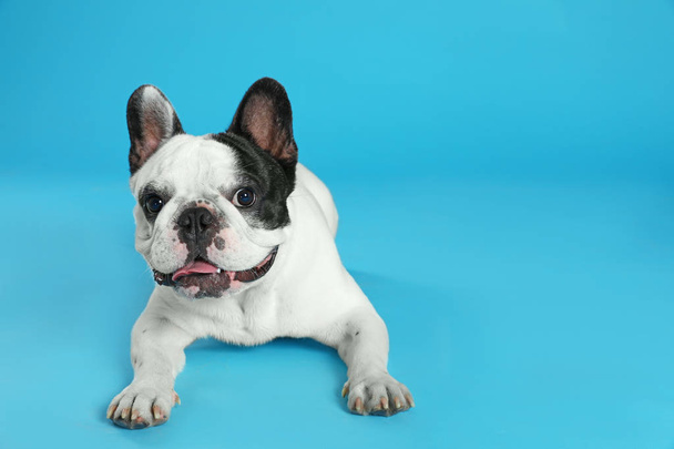 French bulldog on blue background. Space for text - Photo, Image