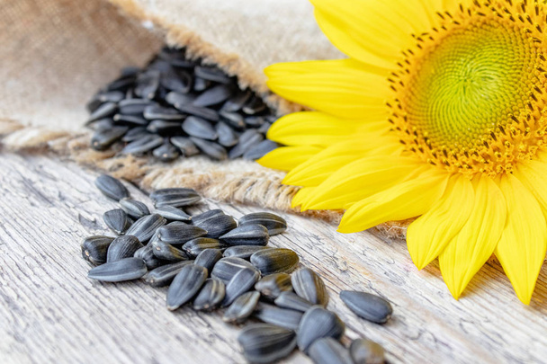 Sunflower seeds on burlap near the flower of a sunflower. - Photo, Image