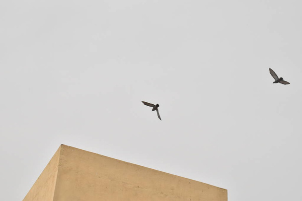 Krásní holubi létají na obloze - Fotografie, Obrázek