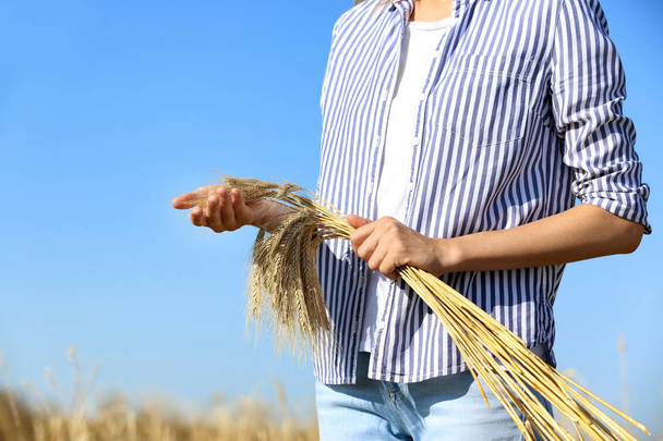Farmer with wheat spikelets against blue sky, closeup. Cereal grain crop - Fotó, kép