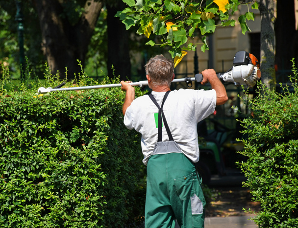 Gardener works with a hedge trimmer - Photo, Image