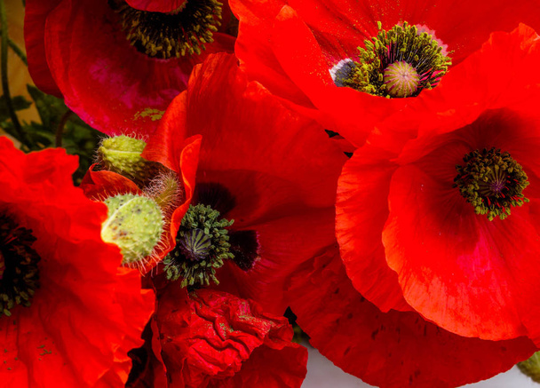 Papoulas vermelhas cartão postal, design floral. Fechar as flores, foco seletivo
 - Foto, Imagem
