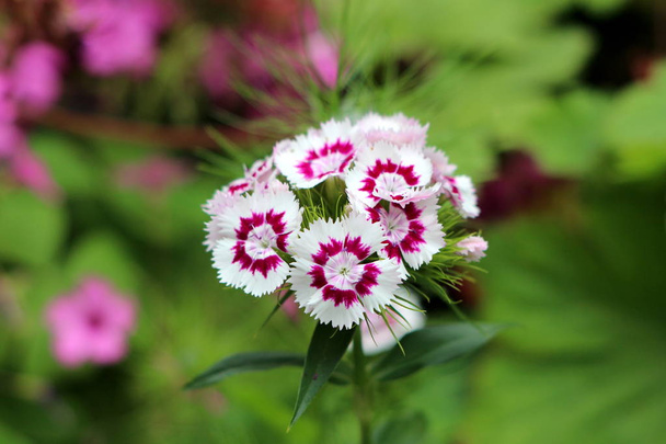 Sweet William or Dianthus barbatus flowering plant with bicolor white and light violet fully open blooming flowers surrounded with green leaves planted in local garden on warm sunny spring day - Photo, Image
