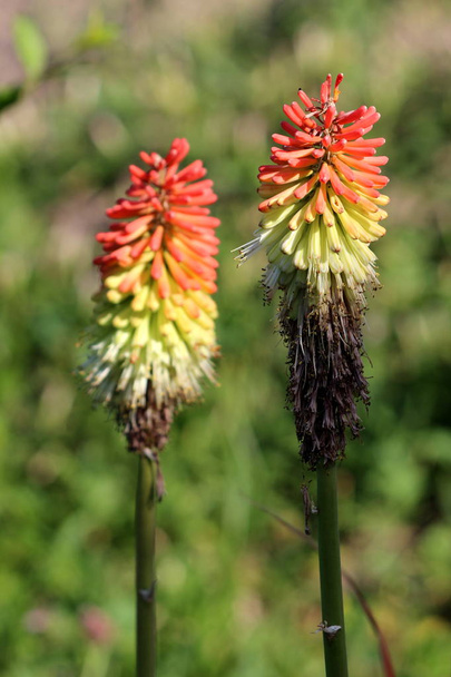 Two Kniphofia or Tritoma or Red hot poker or Torch lily or Knofflers or Poker plants with partially dried spikes of upright brightly coloured flowers in shades of red orange and yellow well above the foliage planted in local urban garden - Photo, Image