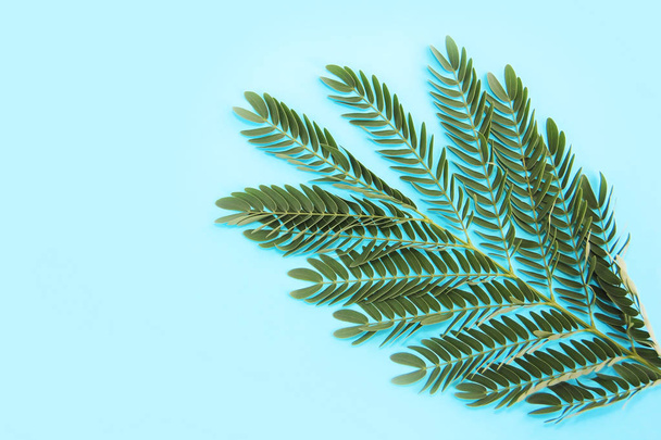 kis természetes zöld levelek a páfrány ág kék háttér - Fotó, kép