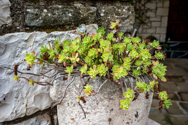 Street view succulent plant,Ioannina island,Greece - Photo, Image