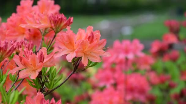 Rhododendron virágok természet közelről makró videó 4k - Felvétel, videó