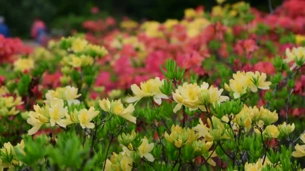 Rhododendron bloemen natuur close-up macro video 4k - Video