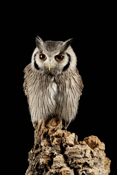 Stunning portrait of Southern White Faced Owl Ptilopsis Granti i - Photo, Image