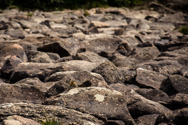 Белка на вершине камня в Скалистых горах, Национальный парк Джаспер, Альберта, Канада
. - Фото, изображение