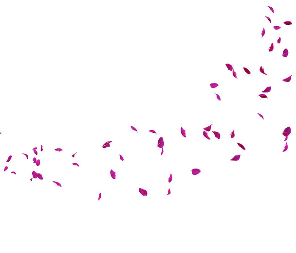 I petali di rosa viola volano in cerchio. Il centro spazio libero per le tue foto o testo
 - Foto, immagini