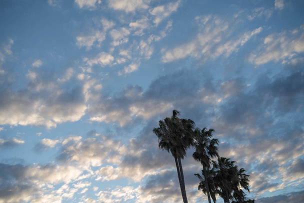 Altocumulus chmura i Palm trESS w ciągu dnia - Zdjęcie, obraz