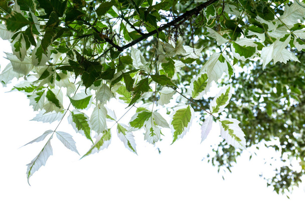 Tree branch with white-green leaves against the sky - Photo, Image