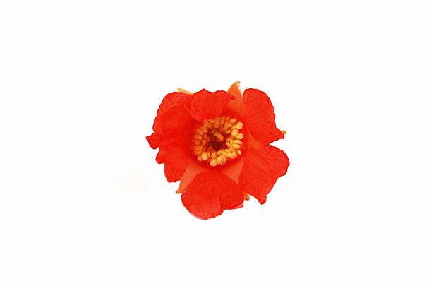 kleine rote natürliche Granatapfelblüten auf weißem Hintergrund - Foto, Bild