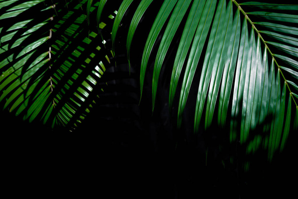 Greenery tropical palm leaf  over dark background - Photo, image