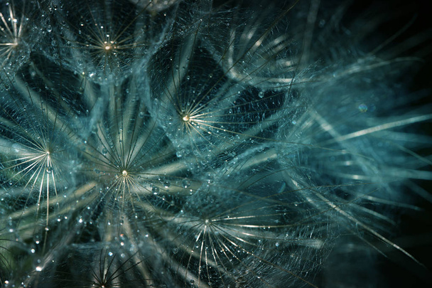 Abstraktní makrofotografie rostlinných semen s kapkami vody. Velký dandel - Fotografie, Obrázek