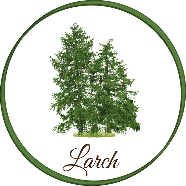 larch árvore como vetor desenhado conífera sempre verde
 - Vetor, Imagem