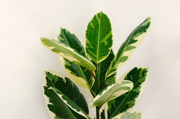 Ficus elastica variegada
  - Foto, Imagem