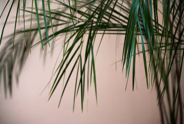 Tall plant with thin long leaves in the corner of a bright room. - Photo, image