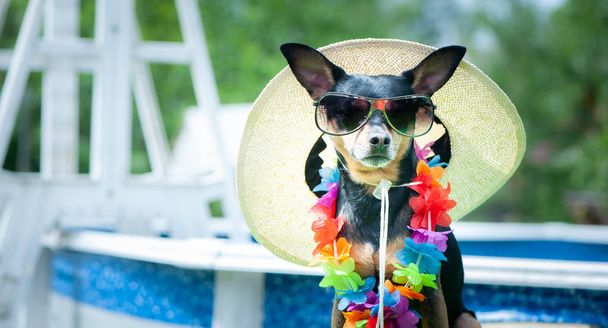 Тема літа та відпочинку. Забавна собака в окулярах і капелюх біля
  - Фото, зображення
