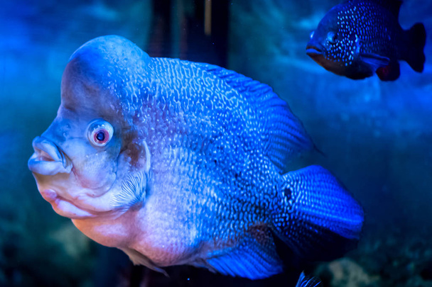 Unusual Flower Horn fish macro in a blue toning - Фото, изображение