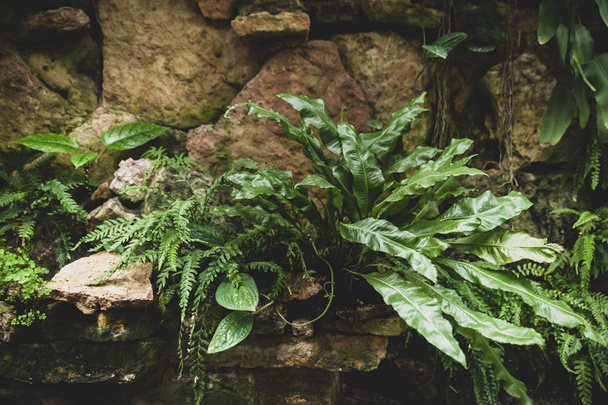 Tropické rostliny a kapradiny rostou ve skalách, pozadí - Fotografie, Obrázek
