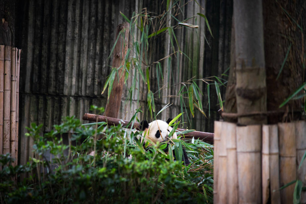 Baby Panda egy halom bambusz a Chengdu, Kína - Fotó, kép