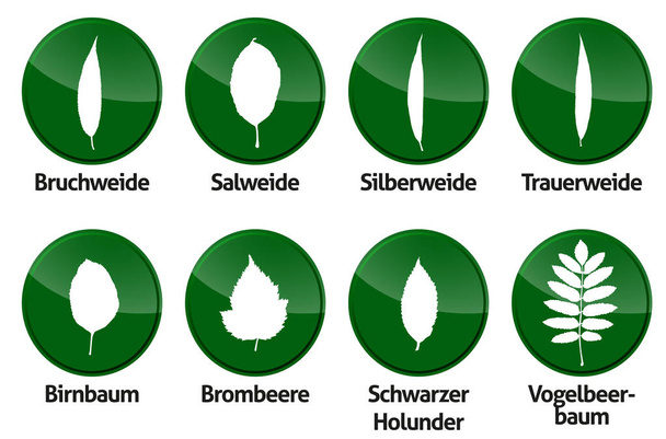листя листя Векторні контури лісових листя ізольовані
 - Вектор, зображення