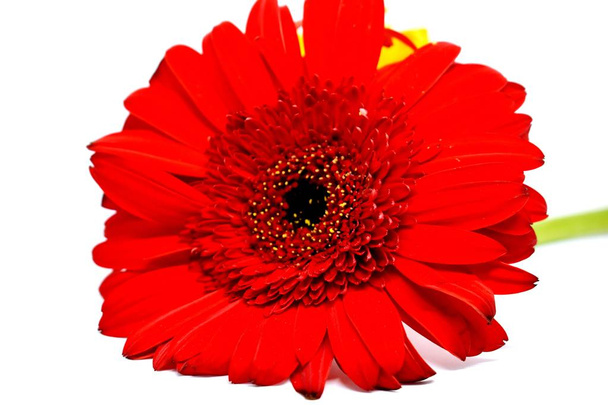 gros plan de fleur rouge - Photo, image