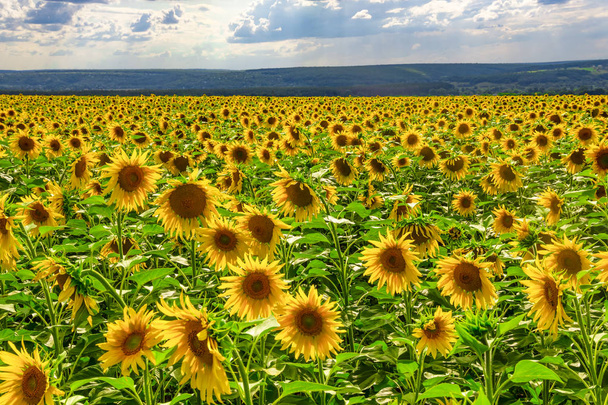 Endless view of colorful sunflower field with cloudy sky and closeup sunflowers. Distant horizon, natural organic flower - Photo, Image