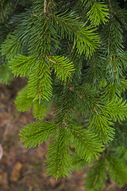 pflanzliche Texturen und Hintergründe. Zweige aßen close-up.christmas. grüne Textur - Foto, Bild