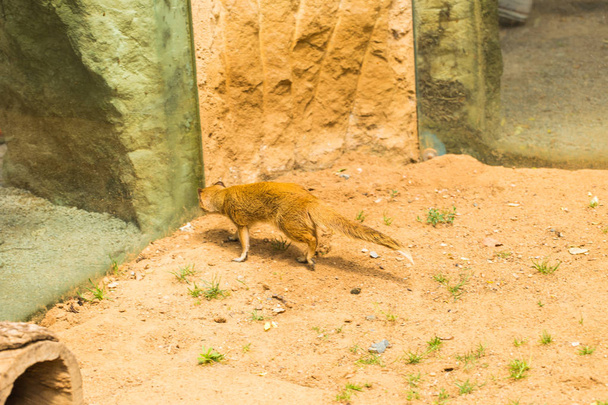 Funny small yellow mongoose stands on sandy clay soil. Concept of animals at the zoo. Life in captivity. - Photo, Image
