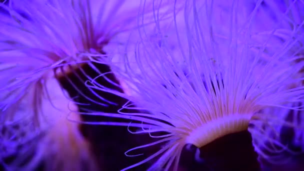 Korallenriff Aquarium Fische Anemonen Nahaufnahme Meerwasser 4k Video - Filmmaterial, Video