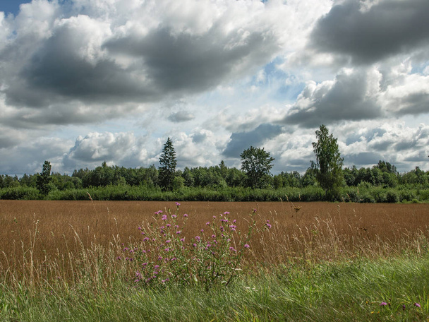 krajobraz z drzewami i błękitnym niebem, Łotwa - Zdjęcie, obraz