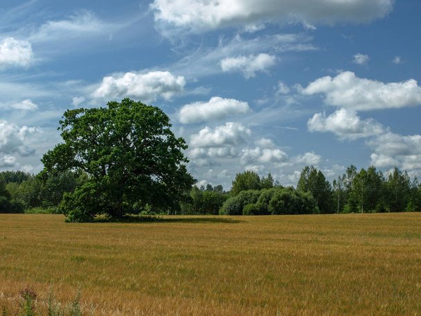 краєвид з деревами і блакитним небом, Латвія
 - Фото, зображення