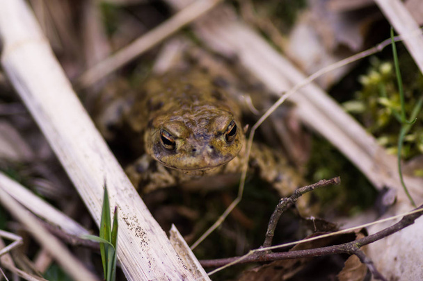 toad crawling on meadow in spring - Photo, Image