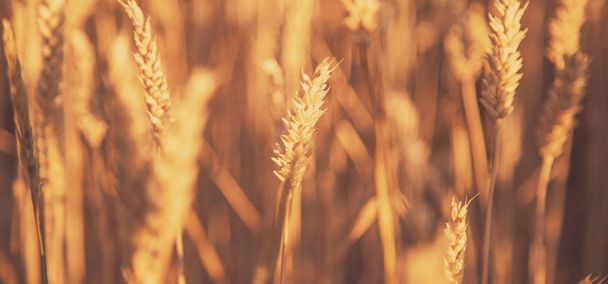 Feche os picos de trigo. Cultivos de grãos no campo. Agricultura, - Foto, Imagem