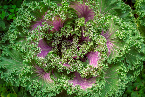 キャベツ(/ケル/)またはケールは、キャベツ(ブラッシカオレラシア)の特定の品種の一つです。それは美しい紫色の葉を持っているので、それは装飾的です. - 写真・画像