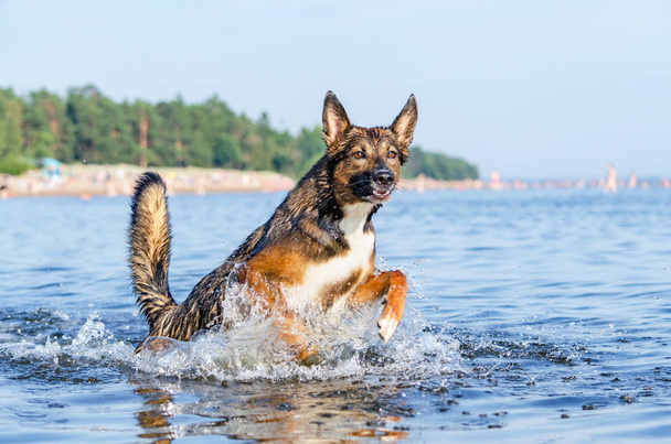 Ο κόλπος της Φινλανδίας. Νέος ενεργητικός μισός σκύλος πηδάει πάνω από το νερό. Το σκυλάκι παίζει στο νερό. Ηλιοπληξία, υγεία των κατοικιδίων το καλοκαίρι. Πώς να προστατέψετε τον σκύλο σας από την υπερθέρμανση. - Φωτογραφία, εικόνα
